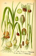 Allium cepa Proliferum